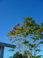 b0159914_15385242.jpg