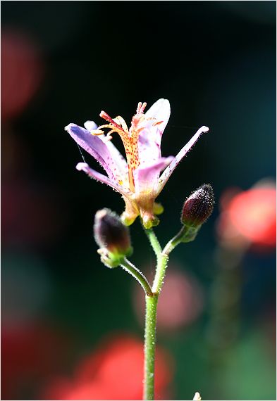 草抜きしながら庭のお花をパチリ、、、_c0100214_15164810.jpg