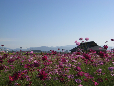 コスモス*2008.09.10(田舎館村)_b0147224_16422174.jpg