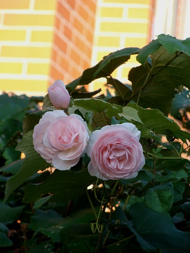 f0170524_11361995.jpg