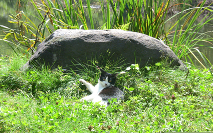 我家の猫はビールがお好き_b0146927_1091088.jpg