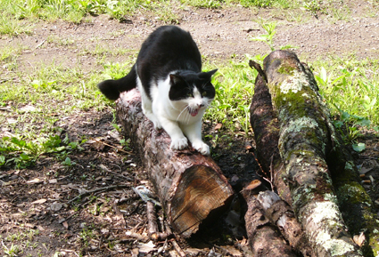 我家の猫はビールがお好き_b0146927_1093152.jpg