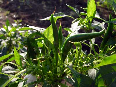快晴・その後の野菜達2_c0063348_6575163.jpg