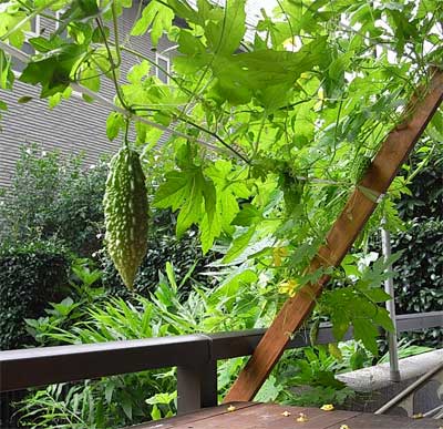 快晴・その後の野菜達2_c0063348_6583087.jpg
