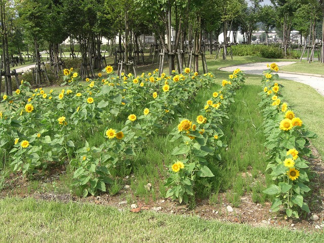 八色の森公園のひまわりとコスモスの花_a0084753_16192757.jpg