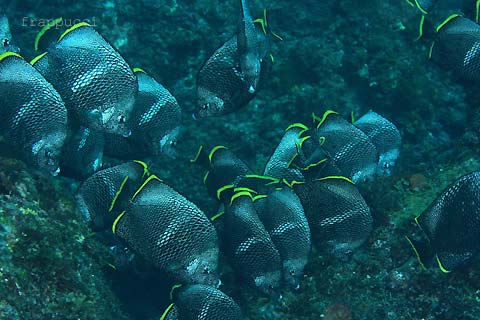 [dive.256] 初八丈島！は情けないことだらけ＾＾；_d0056263_22164954.jpg