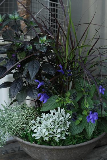 秋の寄せ植え三昧 In The Cozy Little Place