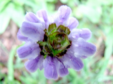 ウツボグサ(靫草、空穂草)_c0085874_2124426.jpg