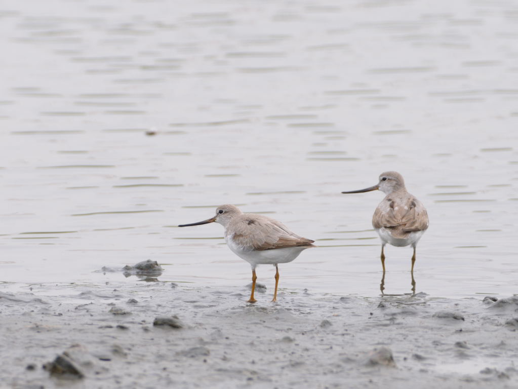 東京港野鳥公園_e0098619_21191131.jpg