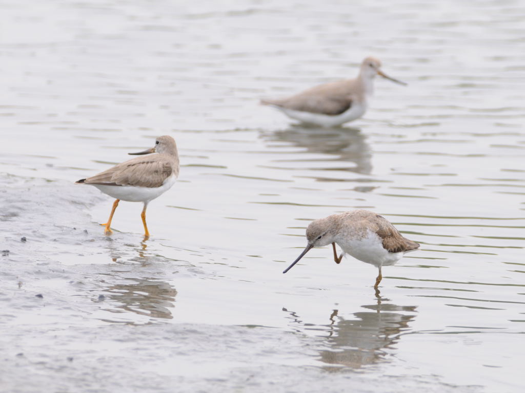 東京港野鳥公園_e0098619_21193643.jpg