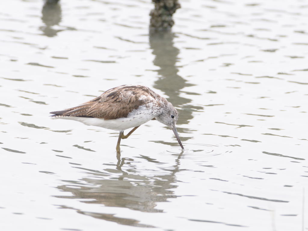 東京港野鳥公園_e0098619_21284125.jpg