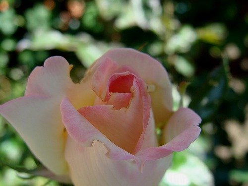 f0170524_121453.jpg
