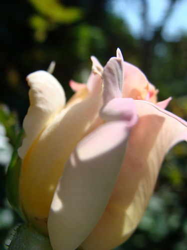 f0170524_1223664.jpg