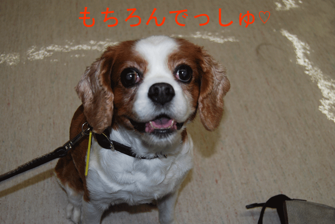 c0136838_2238731.gif