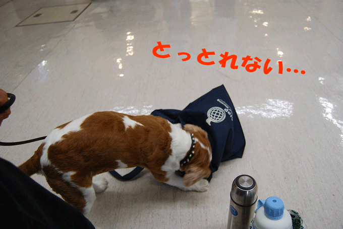 c0136838_22532156.gif