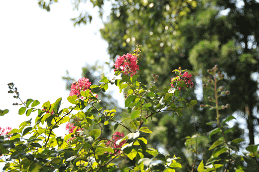 c0093046_20145810.gif
