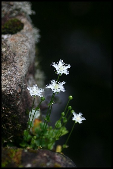 明智の森に咲く花　Ⅰ_e0091347_521970.jpg