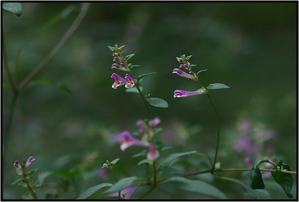 明智の森に咲く花　Ⅰ_e0091347_581954.jpg