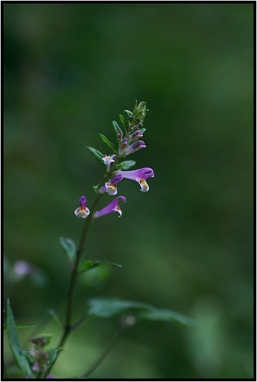 明智の森に咲く花　Ⅰ_e0091347_58545.jpg