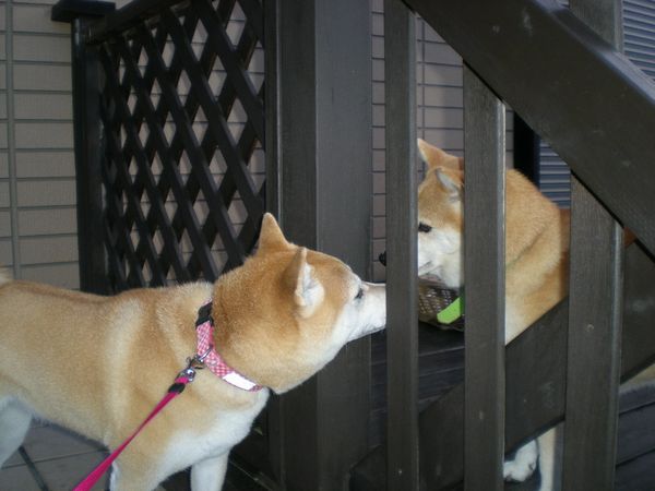 2008年9月11日(木)チューリップ植えたよ~!_f0060461_20461974.jpg