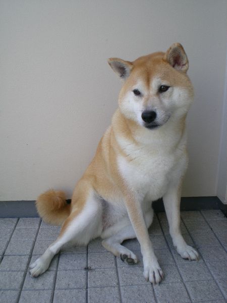 2008年9月11日(木)チューリップ植えたよ~!_f0060461_2052253.jpg