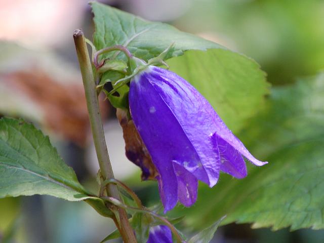 カンパニュラ ケントベル 新 四季の花 カンパニュラ ケントベル 新 四季の花