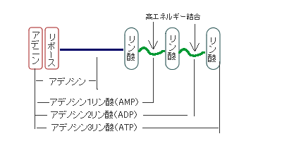 「身体に良い作物とは」　農業１_f0044065_1194931.gif