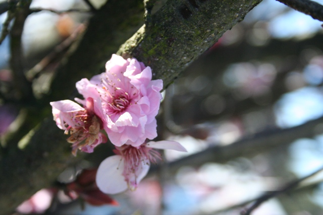 春うらら　in　Bowral　Vol.２_b0119567_15304372.jpg