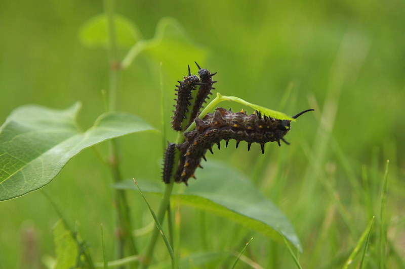 狭山丘陵のホソオチョウ（2008/8/29）_f0031682_22475837.jpg