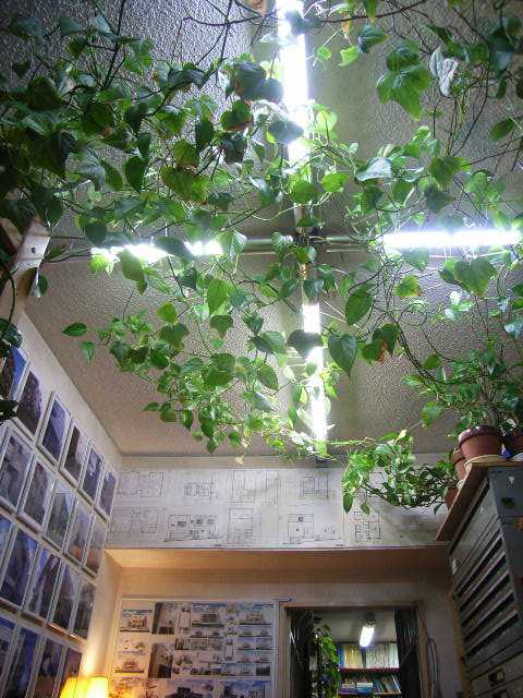 ツタの照明 ライト 蔦