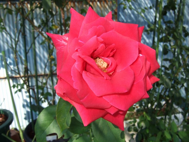 b0107310_20531714.jpg
