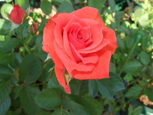 b0107310_2054967.jpg