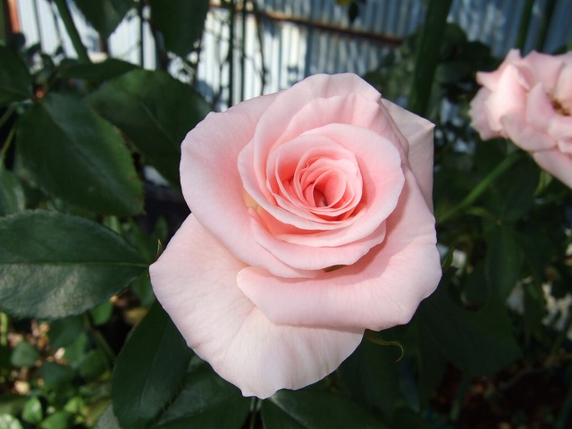 b0107310_20553443.jpg