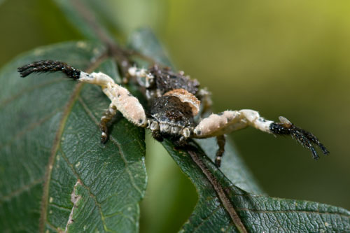 カトウツケオグモ（その2）_e0082314_1854972.jpg