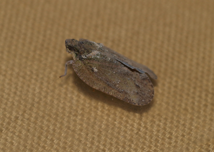 キノカワハゴロモ_c0116915_1734994.jpg