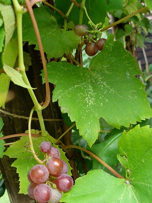 f0170524_1223110.jpg