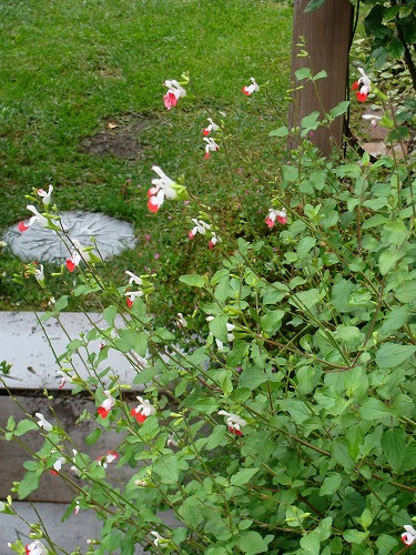 f0170524_1241842.jpg
