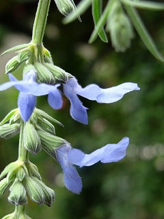 f0170524_124691.jpg