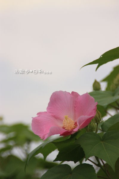 b0147425_658786.jpg