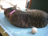 c0176651_11555721.gif