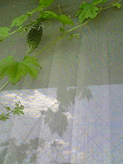 a0044453_1345032.gif