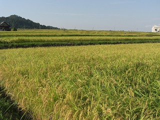 黄金の稲穂_a0084753_16452025.jpg