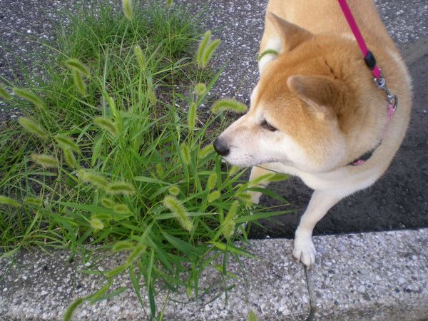 2008年9月12日(金)更に秋の訪れ!_f0060461_21384321.jpg