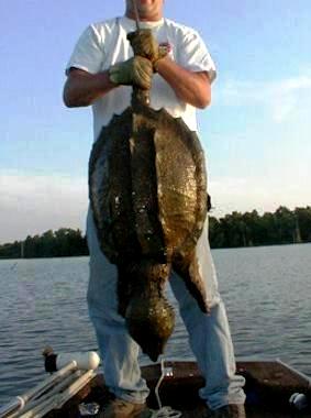 お願い ワニガメ生態研究所