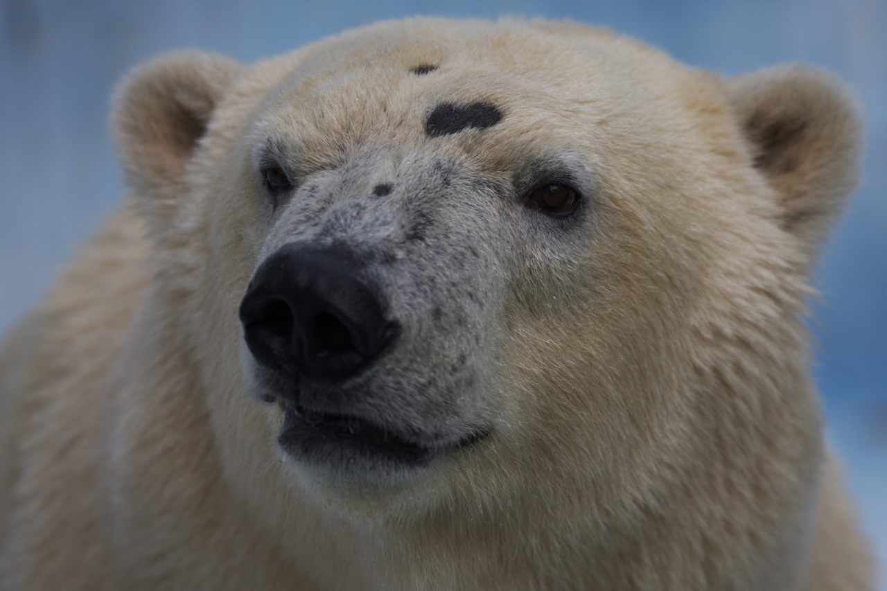 天王寺動物園540_e0060169_639474.jpg