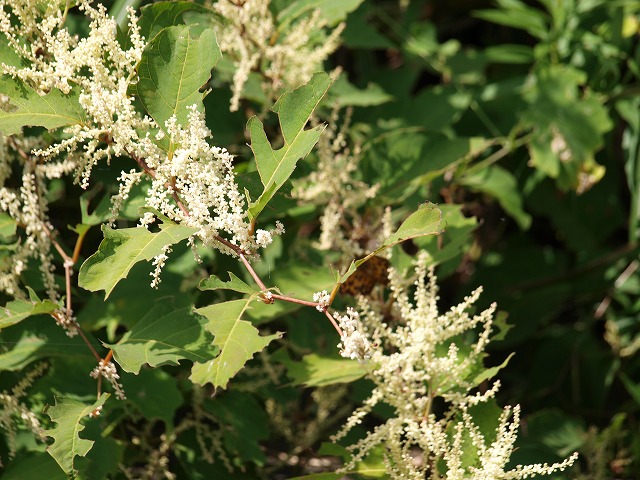 b0135573_16174356.jpg