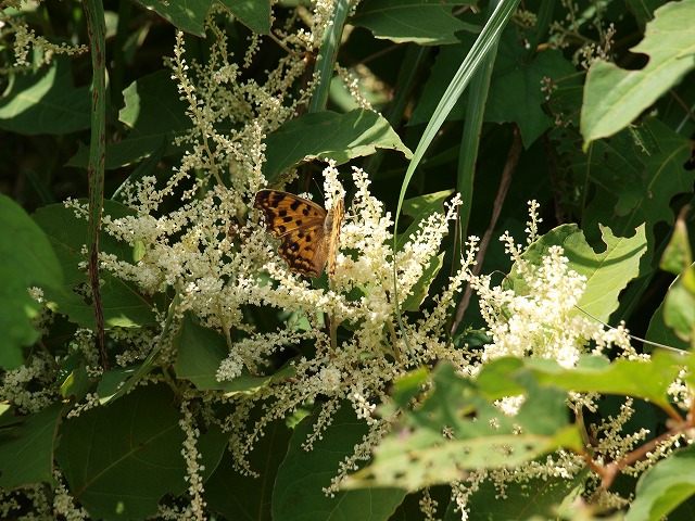 b0135573_16175912.jpg