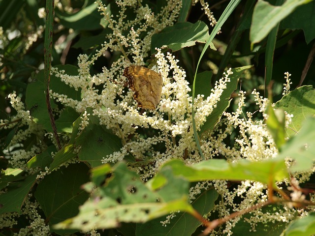 b0135573_161821100.jpg