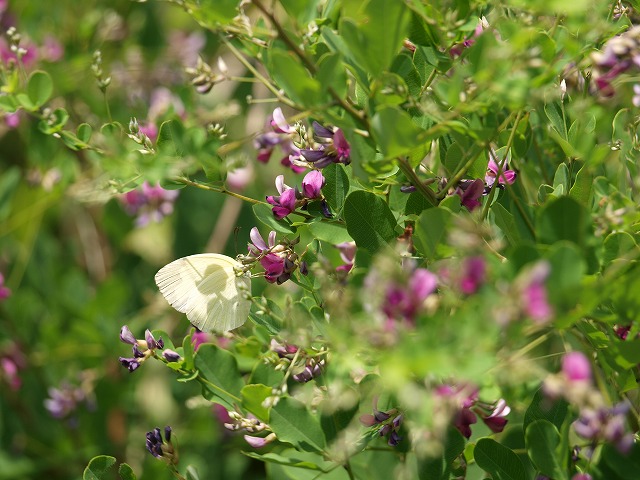 b0135573_16184174.jpg