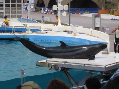 沖縄美ら海水族館_e0141875_23242985.jpg